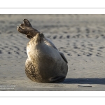 phoque veau-marin, ou phoque commun (Phoca vitulina)