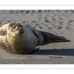 phoque veau-marin, ou phoque commun (Phoca vitulina)