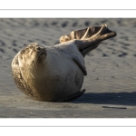 phoque veau-marin, ou phoque commun (Phoca vitulina)