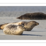phoque veau-marin, ou phoque commun (Phoca vitulina)