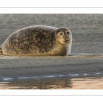 phoque veau-marin, ou phoque commun (Phoca vitulina)