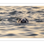 Phoque gris (Halichoerus grypus)