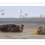 Phoque gris (Halichoerus grypus)