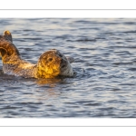 phoque veau-marin, ou phoque commun (Phoca vitulina)