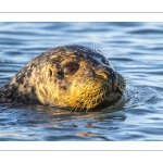 phoque veau-marin, ou phoque commun (Phoca vitulina)