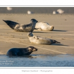 La Baie de Somme et la Baie d'Authie abritent une colonie grandissante de phoques veau-marins et de phoques-gris. Saison : Ã©tÃ© - Lieu : Beck-sur-mer, Baie d'Authie, Pas de Calais, Nord-Pas-de-Calais