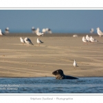 La Baie de Somme et la Baie d'Authie abritent une colonie grandissante de phoques veau-marins et de phoques-gris. Saison : Ã©tÃ© - Lieu : Beck-sur-mer, Baie d'Authie, Pas de Calais, Nord-Pas-de-Calais