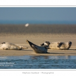 La Baie de Somme et la Baie d'Authie abritent une colonie grandissante de phoques veau-marins et de phoques-gris. Saison : Ã©tÃ© - Lieu : Beck-sur-mer, Baie d'Authie, Pas de Calais, Nord-Pas-de-Calais
