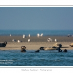 La Baie de Somme et la Baie d'Authie abritent une colonie grandissante de phoques veau-marins et de phoques-gris. Saison : Ã©tÃ© - Lieu : Beck-sur-mer, Baie d'Authie, Pas de Calais, Nord-Pas-de-Calais