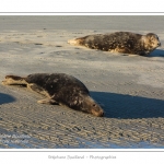 La Baie de Somme et la Baie d'Authie abritent une colonie grandissante de phoques veau-marins et de phoques-gris. Saison : Ã©tÃ© - Lieu : Beck-sur-mer, Baie d'Authie, Pas de Calais, Nord-Pas-de-Calais