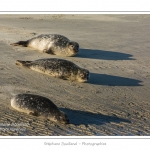 La Baie de Somme et la Baie d'Authie abritent une colonie grandissante de phoques veau-marins et de phoques-gris. Saison : Ã©tÃ© - Lieu : Beck-sur-mer, Baie d'Authie, Pas de Calais, Nord-Pas-de-Calais
