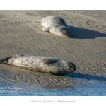 La Baie de Somme et la Baie d'Authie abritent une colonie grandissante de phoques veau-marins et de phoques-gris. Saison : Ã©tÃ© - Lieu : Beck-sur-mer, Baie d'Authie, Pas de Calais, Nord-Pas-de-Calais