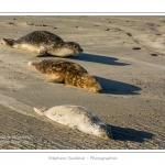 La Baie de Somme et la Baie d'Authie abritent une colonie grandissante de phoques veau-marins et de phoques-gris. Saison : Ã©tÃ© - Lieu : Beck-sur-mer, Baie d'Authie, Pas de Calais, Nord-Pas-de-Calais
