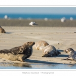 La Baie de Somme et la Baie d'Authie abritent une colonie grandissante de phoques veau-marins et de phoques-gris. Saison : Ã©tÃ© - Lieu : Beck-sur-mer, Baie d'Authie, Pas de Calais, Nord-Pas-de-Calais