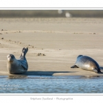 La Baie de Somme et la Baie d'Authie abritent une colonie grandissante de phoques veau-marins et de phoques-gris. Saison : Ã©tÃ© - Lieu : Beck-sur-mer, Baie d'Authie, Pas de Calais, Nord-Pas-de-Calais