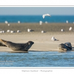 La Baie de Somme et la Baie d'Authie abritent une colonie grandissante de phoques veau-marins et de phoques-gris. Saison : Ã©tÃ© - Lieu : Beck-sur-mer, Baie d'Authie, Pas de Calais, Nord-Pas-de-Calais