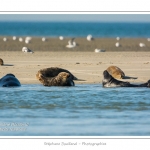 La Baie de Somme et la Baie d'Authie abritent une colonie grandissante de phoques veau-marins et de phoques-gris. Saison : Ã©tÃ© - Lieu : Beck-sur-mer, Baie d'Authie, Pas de Calais, Nord-Pas-de-Calais