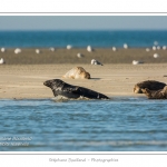 La Baie de Somme et la Baie d'Authie abritent une colonie grandissante de phoques veau-marins et de phoques-gris. Saison : Ã©tÃ© - Lieu : Beck-sur-mer, Baie d'Authie, Pas de Calais, Nord-Pas-de-Calais