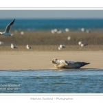 La Baie de Somme et la Baie d'Authie abritent une colonie grandissante de phoques veau-marins et de phoques-gris. Saison : Ã©tÃ© - Lieu : Beck-sur-mer, Baie d'Authie, Pas de Calais, Nord-Pas-de-Calais
