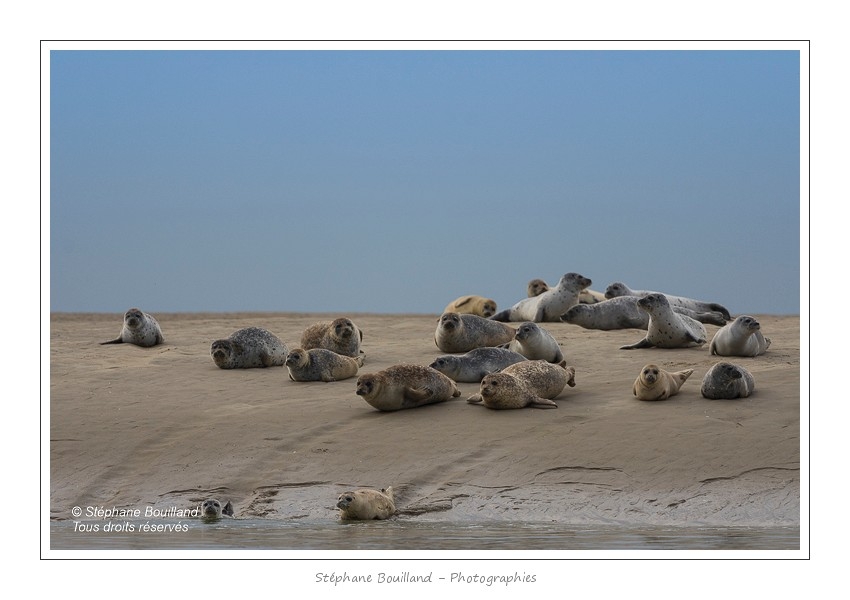 Phoques_19_08_2015_013-border