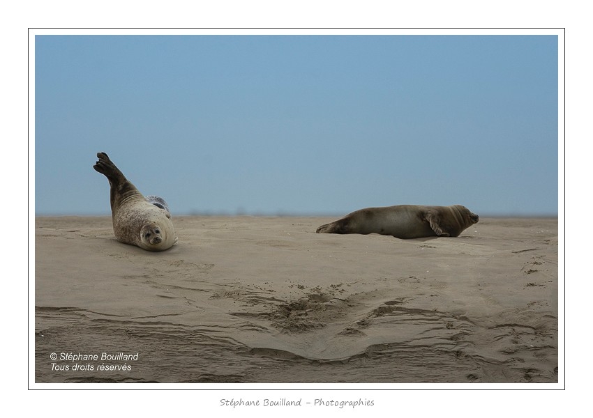 Phoques_19_08_2015_046-border