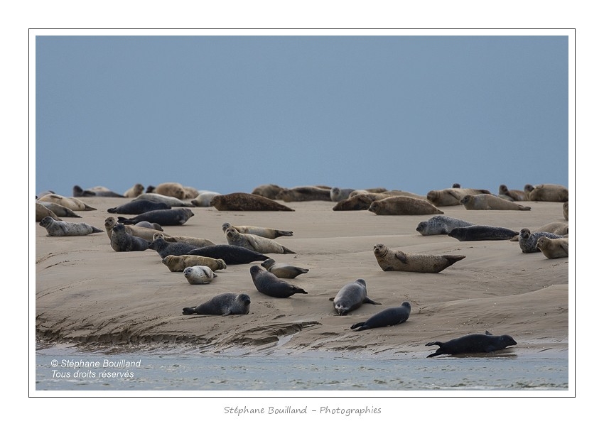 Phoques_19_08_2015_068-border
