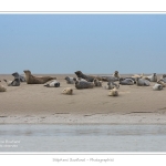Phoques_19_08_2015_006-border