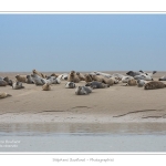 Phoques_19_08_2015_007-border