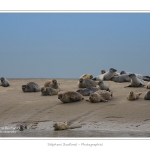Phoques_19_08_2015_013-border