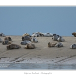 Phoques_19_08_2015_014-border
