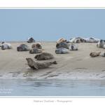 Phoques_19_08_2015_016-border