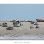 Phoques_19_08_2015_021-border