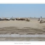 Phoques_19_08_2015_024-border