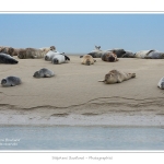 Phoques_19_08_2015_028-border