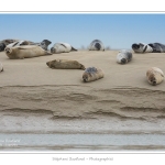 Phoques_19_08_2015_035-border