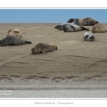 Phoques_19_08_2015_044-border