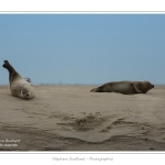 Phoques_19_08_2015_046-border