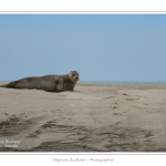 Phoques_19_08_2015_056-border