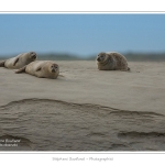 Phoques_19_08_2015_057-border