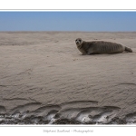 Phoques_19_08_2015_060-border