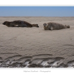 Phoques_19_08_2015_062-border