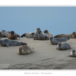 Phoques_19_08_2015_066-border