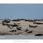 Phoques_19_08_2015_068-border