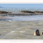 Observation de phoques gris en baie de Somme. A marée haute, les phoques viennent s'ébattre dans une anse naturelle à proximité des promeneurs. Saison : hiver - Lieu : Plages de la Maye, Le Crotoy, Baie de Somme, Somme,Picardie, Hauts-de-France, France. Observation of gray seals in the Bay of the Somme. At high tide, the seals come to frolic in a natural cove near the walkers. Season: winter - Location: Maye Beaches, Le Crotoy, Somme Bay, Somme, Picardy Hauts-de-France, France