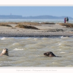 Observation de phoques gris en baie de Somme. A marée haute, les phoques viennent s'ébattre dans une anse naturelle à proximité des promeneurs. Saison : hiver - Lieu : Plages de la Maye, Le Crotoy, Baie de Somme, Somme,Picardie, Hauts-de-France, France. Observation of gray seals in the Bay of the Somme. At high tide, the seals come to frolic in a natural cove near the walkers. Season: winter - Location: Maye Beaches, Le Crotoy, Somme Bay, Somme, Picardy Hauts-de-France, France