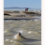 Observation de phoques gris en baie de Somme. A marée haute, les phoques viennent s'ébattre dans une anse naturelle à proximité des promeneurs. Saison : hiver - Lieu : Plages de la Maye, Le Crotoy, Baie de Somme, Somme,Picardie, Hauts-de-France, France. Observation of gray seals in the Bay of the Somme. At high tide, the seals come to frolic in a natural cove near the walkers. Season: winter - Location: Maye Beaches, Le Crotoy, Somme Bay, Somme, Picardy Hauts-de-France, France