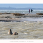 Observation de phoques gris en baie de Somme. A marée haute, les phoques viennent s'ébattre dans une anse naturelle à proximité des promeneurs. Saison : hiver - Lieu : Plages de la Maye, Le Crotoy, Baie de Somme, Somme,Picardie, Hauts-de-France, France. Observation of gray seals in the Bay of the Somme. At high tide, the seals come to frolic in a natural cove near the walkers. Season: winter - Location: Maye Beaches, Le Crotoy, Somme Bay, Somme, Picardy Hauts-de-France, France