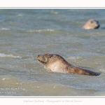 Observation de phoques gris en baie de Somme. A marée haute, les phoques viennent s'ébattre dans une anse naturelle à proximité des promeneurs. Saison : hiver - Lieu : Plages de la Maye, Le Crotoy, Baie de Somme, Somme,Picardie, Hauts-de-France, France. Observation of gray seals in the Bay of the Somme. At high tide, the seals come to frolic in a natural cove near the walkers. Season: winter - Location: Maye Beaches, Le Crotoy, Somme Bay, Somme, Picardy Hauts-de-France, France