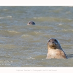 Observation de phoques gris en baie de Somme. A marée haute, les phoques viennent s'ébattre dans une anse naturelle à proximité des promeneurs. Saison : hiver - Lieu : Plages de la Maye, Le Crotoy, Baie de Somme, Somme,Picardie, Hauts-de-France, France. Observation of gray seals in the Bay of the Somme. At high tide, the seals come to frolic in a natural cove near the walkers. Season: winter - Location: Maye Beaches, Le Crotoy, Somme Bay, Somme, Picardy Hauts-de-France, France