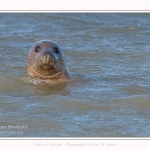 Observation de phoques gris en baie de Somme. A marée haute, les phoques viennent s'ébattre dans une anse naturelle à proximité des promeneurs. Saison : hiver - Lieu : Plages de la Maye, Le Crotoy, Baie de Somme, Somme,Picardie, Hauts-de-France, France. Observation of gray seals in the Bay of the Somme. At high tide, the seals come to frolic in a natural cove near the walkers. Season: winter - Location: Maye Beaches, Le Crotoy, Somme Bay, Somme, Picardy Hauts-de-France, France